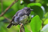 South Island Robin